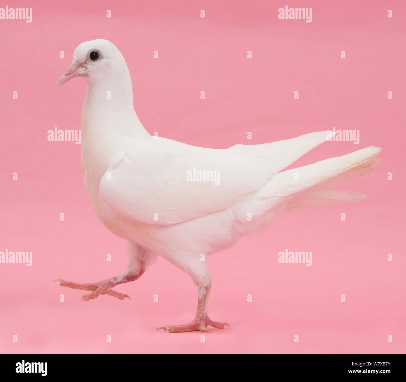 White dove walking on pink background Stock Photo Alamy