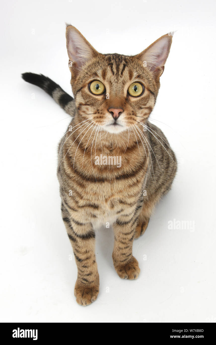 Bengal male cat sitting Stock Photo - Alamy