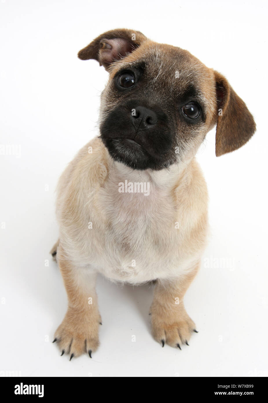 Pug x Jack Russell Terrier 'Jug' puppy, age 9 weeks looking up. Stock Photo