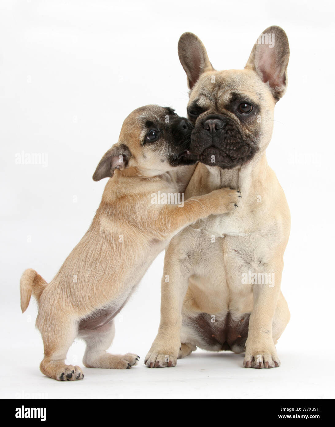 Pug x Jack Russell Terrier 'Jug' puppy, age 9 weeks, playing with French Bulldog Stock Photo