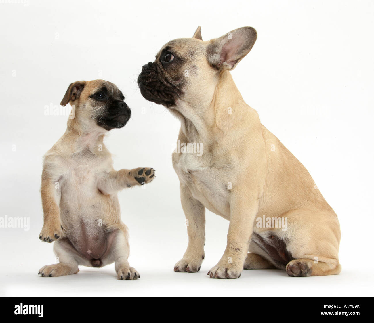 Pug x Jack Russell Terrier 'Jug' puppy, age 9 weeks, playing with French Bulldog Stock Photo