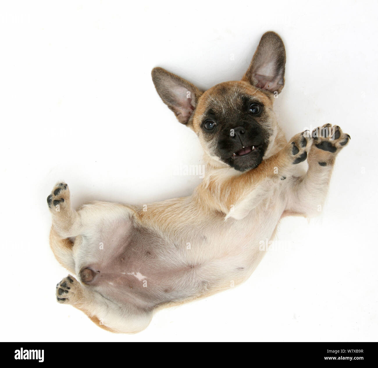 Pug x Jack Russell Terrier 'Jug' puppy, age 9 weeks, rolling on her back. Stock Photo