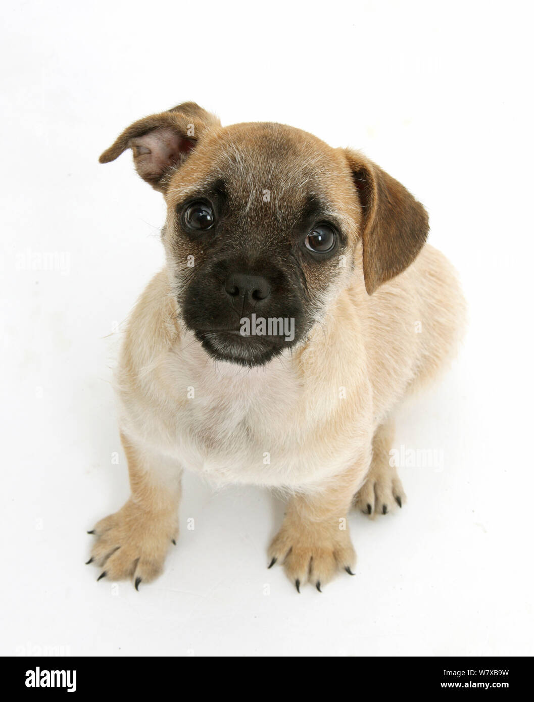 Pug x Jack Russell Terrier 'Jug' puppy, age 8 weeks. Stock Photo