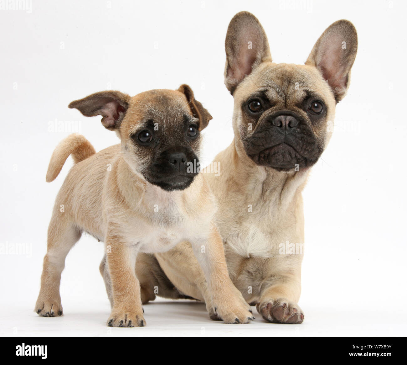 Pug x Jack Russell Terrier 'Jug' puppy, age 9 weeks, and French Bulldog Stock Photo