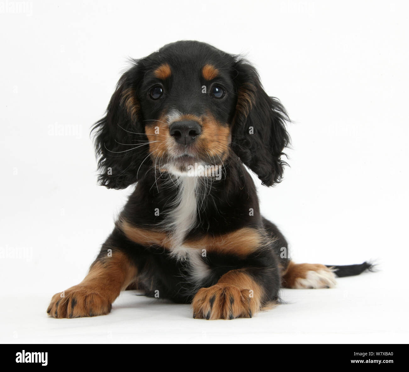 Tricolour working Cocker Spaniel puppy, age 9 weeks. Stock Photo