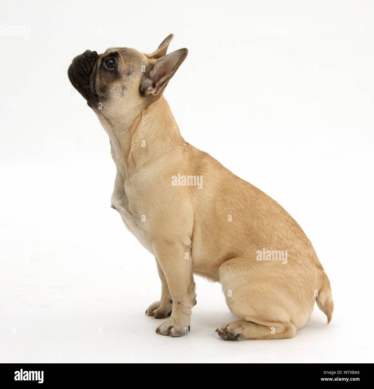 French Bulldog sitting and looking up for treat. Stock Photo