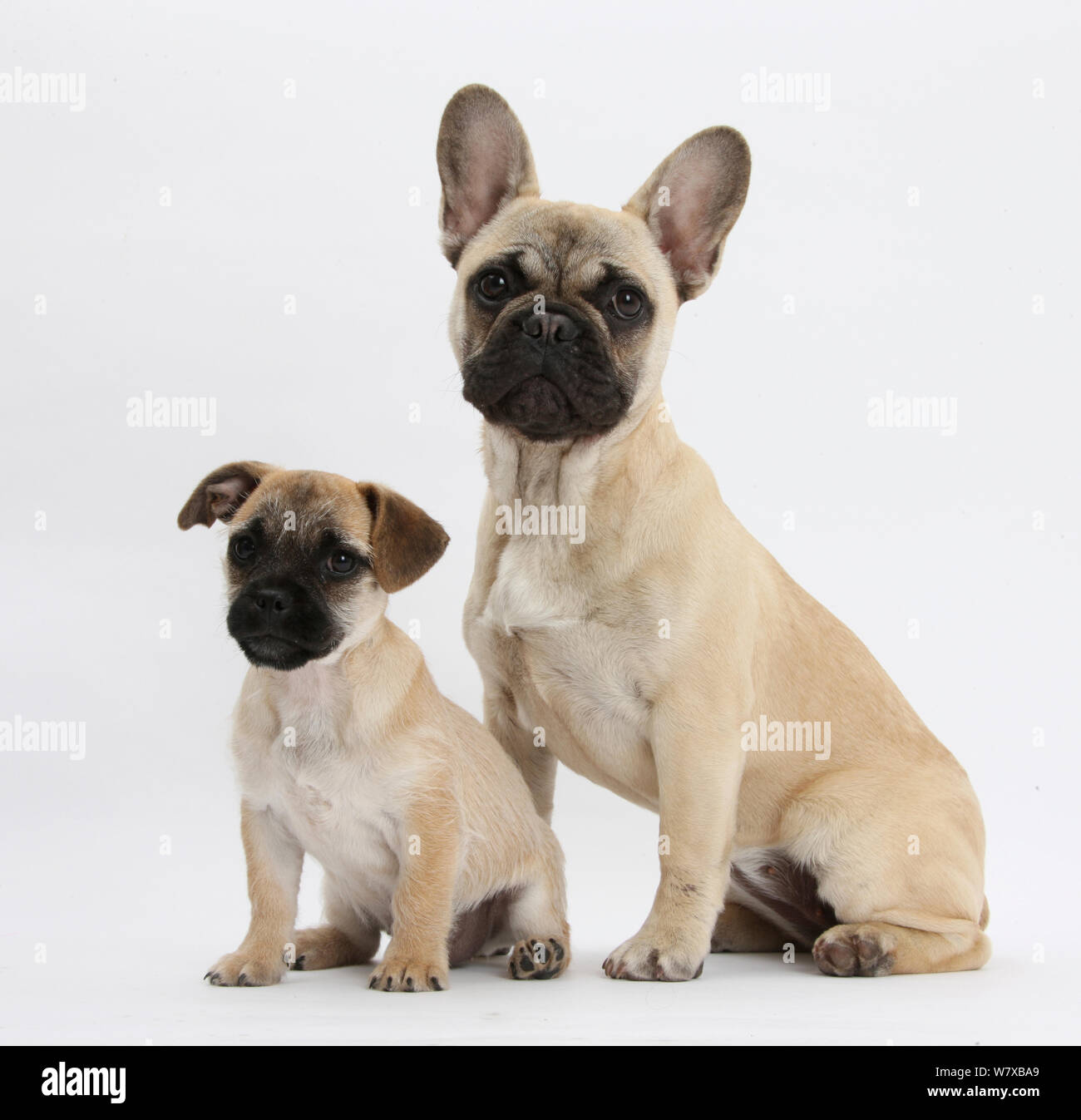 Pug x Jack Russell Terrier 'Jug' puppy, age 9 weeks, and French Bulldog. Stock Photo
