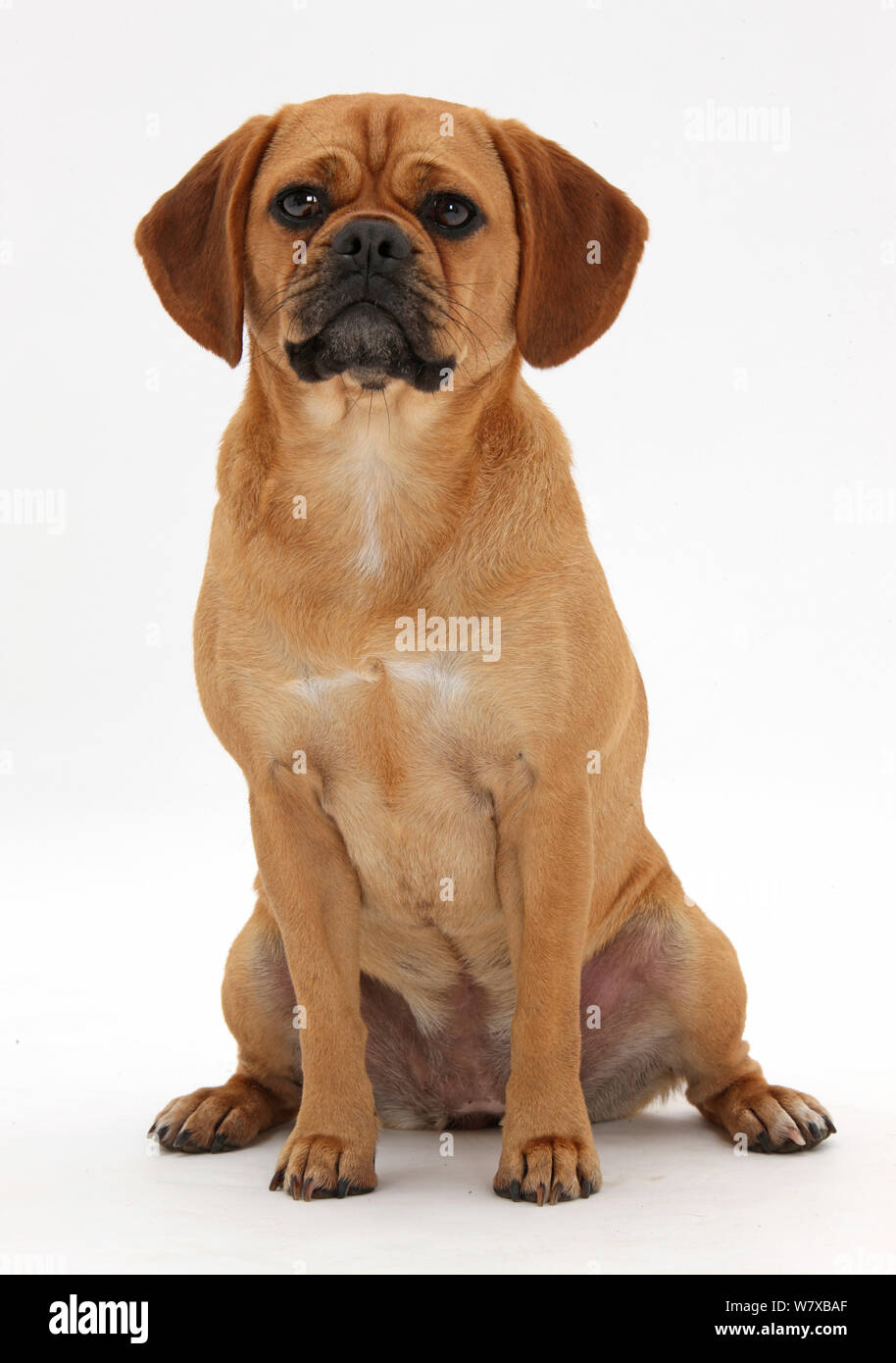 Beagle x Pug 'Puggle' bitch, age 1 year, sitting. Stock Photo