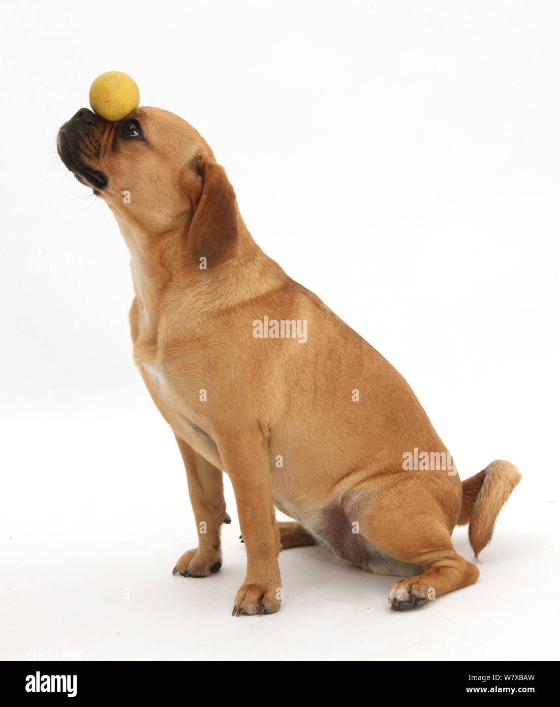 Beagle x Pug 'Puggle' bitch, age 1 year, balancing a ball on nose. Stock Photo
