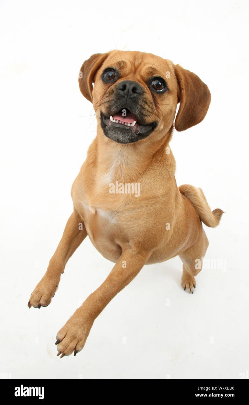 Beagle x Pug 'Puggle' bitch, age 1 year, standing up on hind legs. Stock Photo