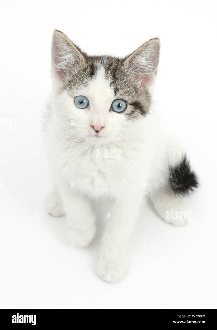 Blue eyed tabby and white Siberian cross kitten, age 13 weeks Stock ...