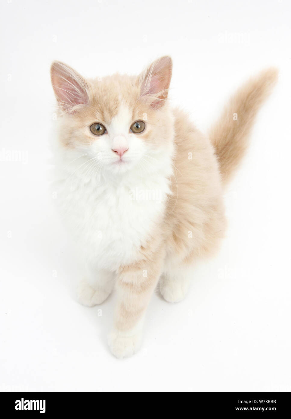 Ginger and white Siberian kitten, age 16 weeks. Stock Photo