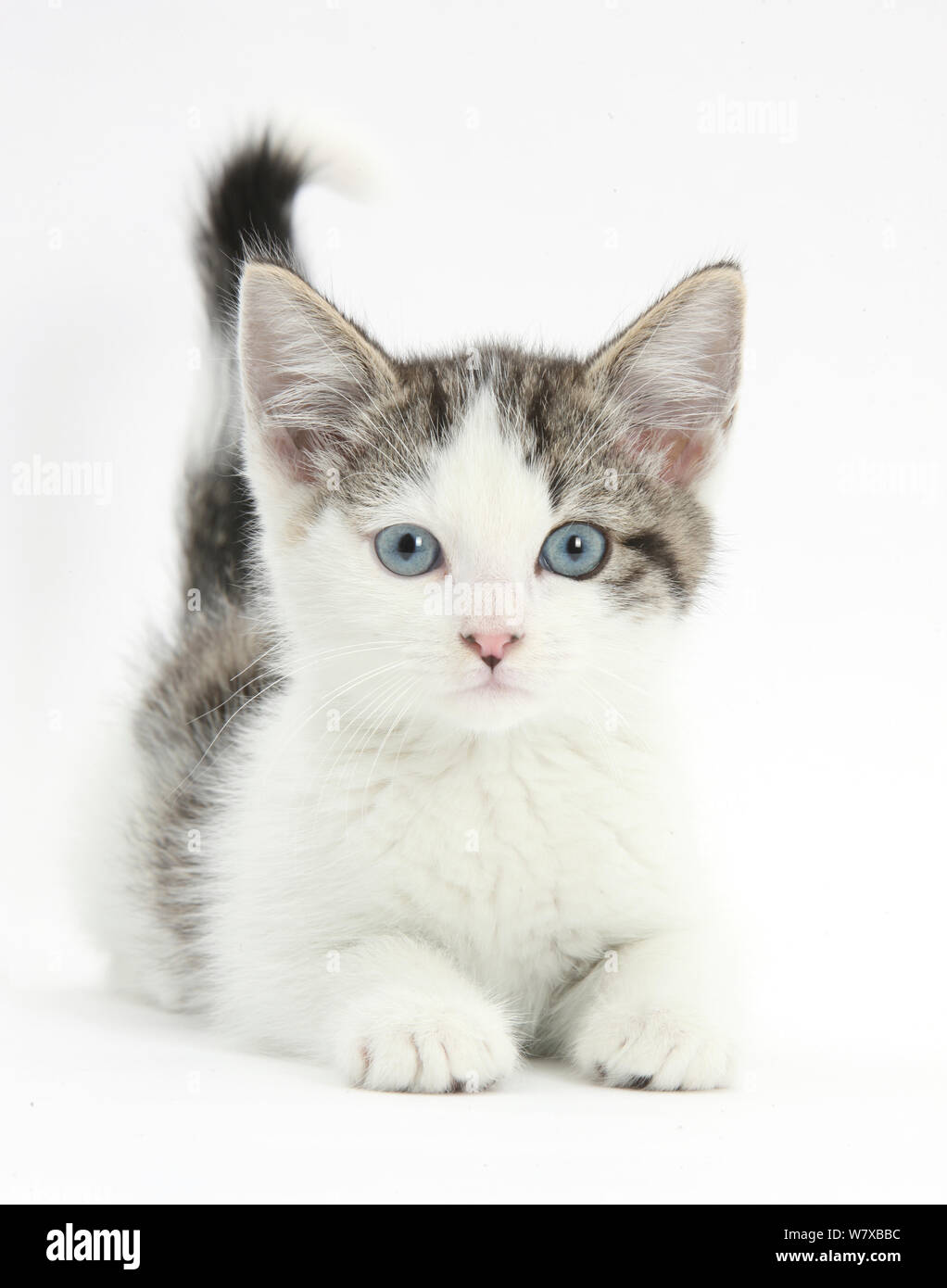 Blue eyed tabby and white Siberian cross kitten, age 13 weeks. Stock Photo