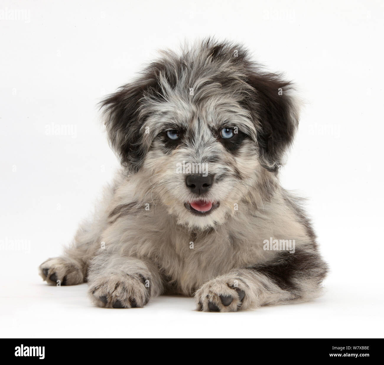 Blue merle Collie and Poodle 'Cadoodle' puppy. Stock Photo