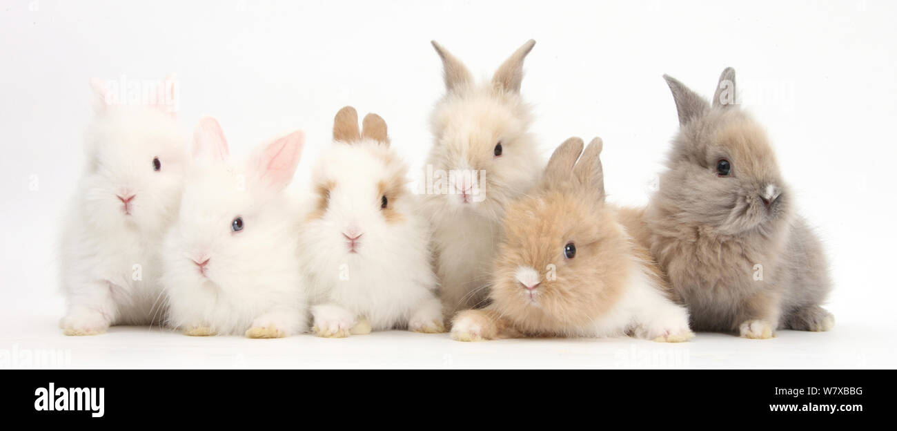 Six cute baby Lionhead bunnies in a row. Stock Photo
