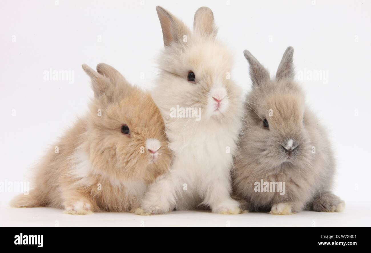 Three cute baby Lionhead bunnies in a row. Stock Photo