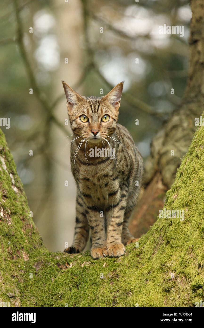 Bengal cat up a tree. Stock Photo