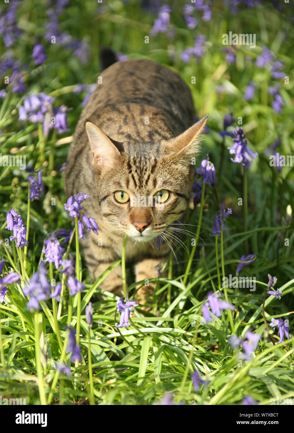 Bengal cat prowling through bluebells. Stock Photo