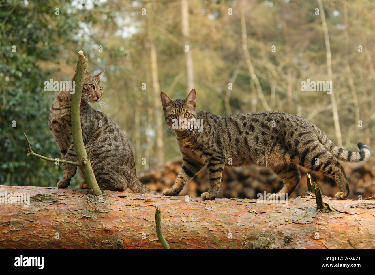 Bengal cats standing on a fallen tree. Stock Photo