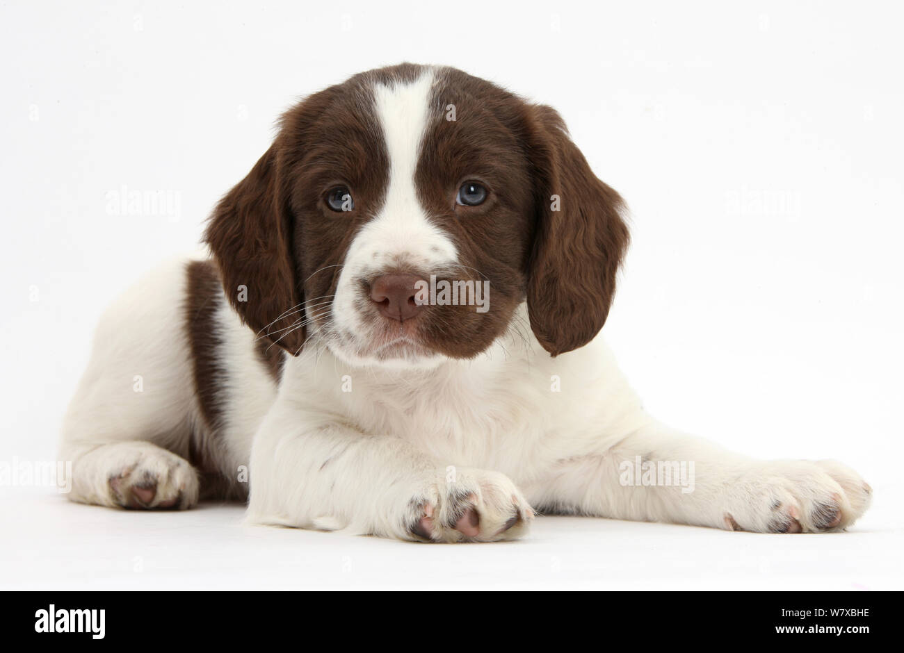 Working English Springer Spaniel puppy, age 6 weeks, lying with head up. Stock Photo