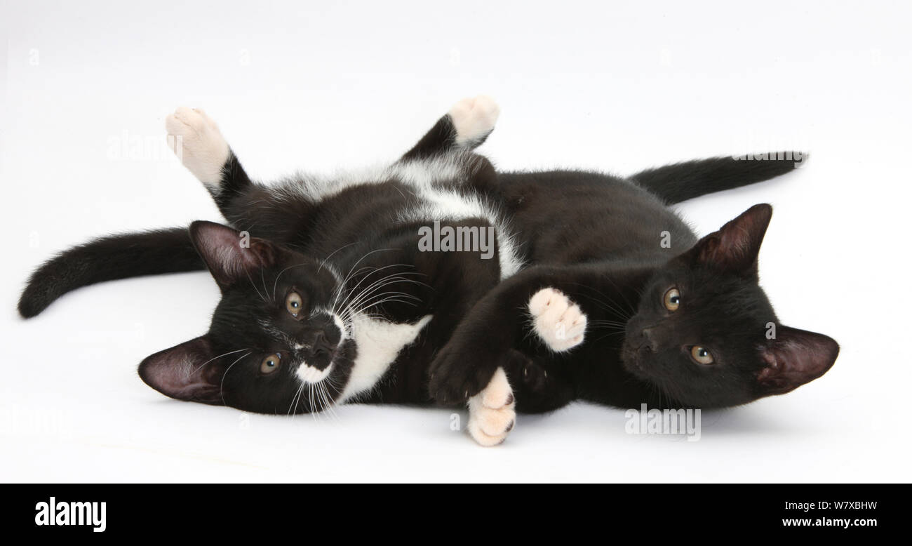 Black and Black and white tuxedo male kittens, age 12 weeks, lying together with paws interlocked. Stock Photo