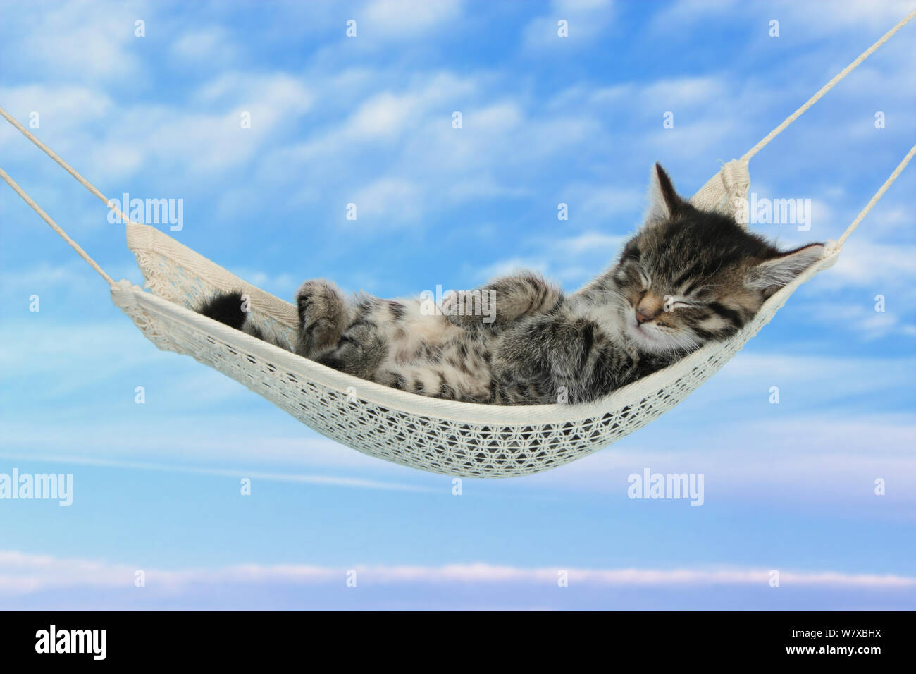 Cute tabby kitten age 7 weeks, sleeping in a hammock with a blue sky background. Stock Photo