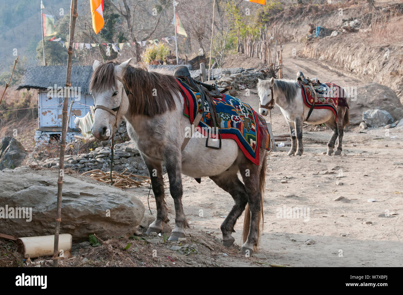 Domestic horses at a local Buddhist festival in the run up to the greater Torgya festival in Tawang, Namchu, Arunachal Pradesh, India. January 2014. Stock Photo