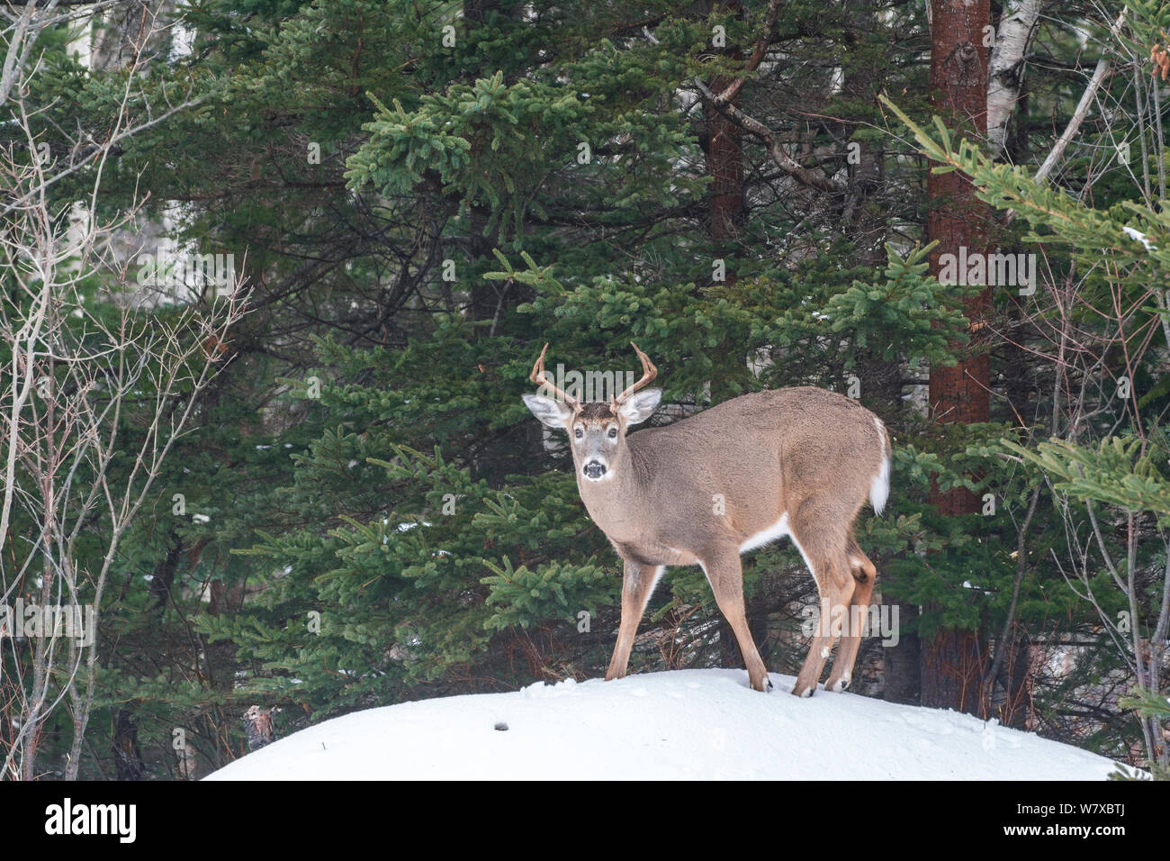 Whitetailed deer (Odocoileus virginianus) buck standing in snow