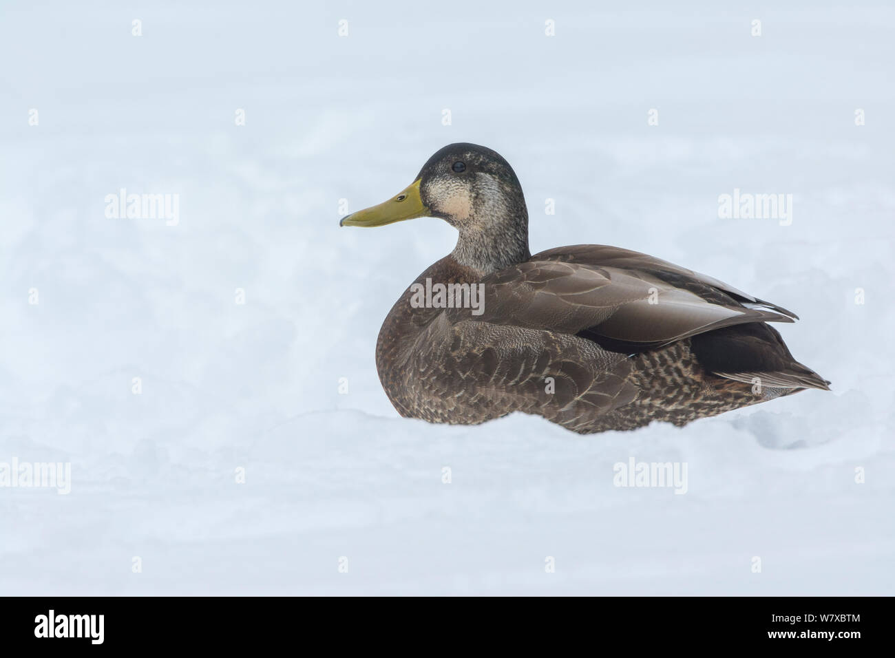 American black duck (Anas rubripes) in snow, Acadia National Park, Maine, USA, February. Stock Photo