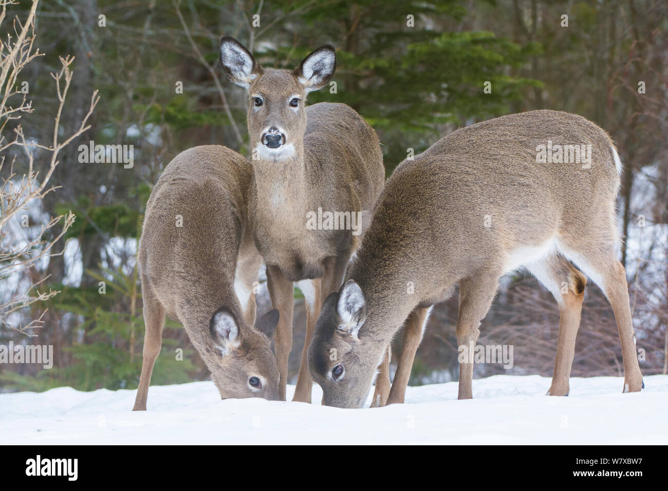 White-tailed deer (Odocoileus virginianus) feeding in snow, Acadia National Park, Maine, USA, March. Stock Photo