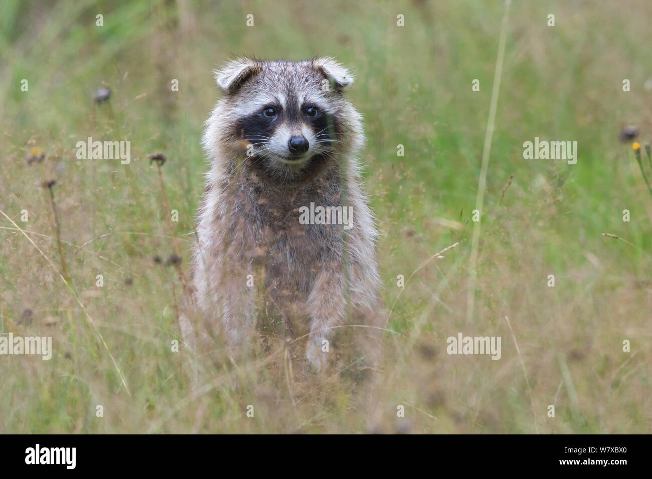 Raccoon (Procyon lotor), Acadia National Park, Maine, USA, August. Stock Photo