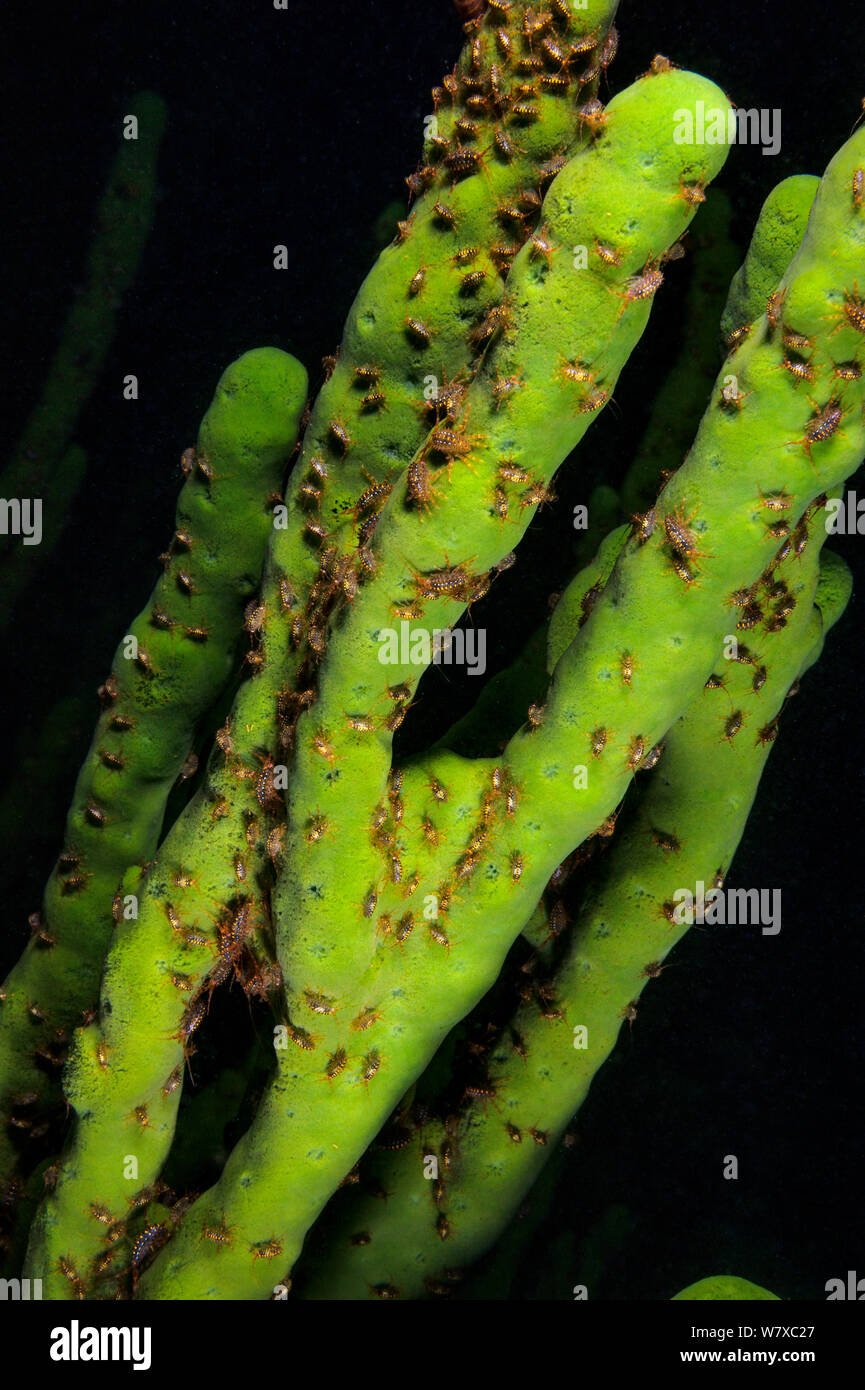 Gammarid amphipod hi-res stock photography and images - Alamy