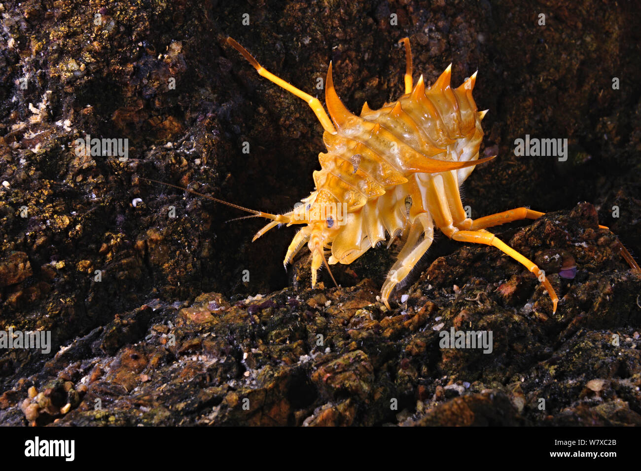 Amphipod (Acanthogammarus maculosus), Lake Baikal, Russia, March. Stock Photo