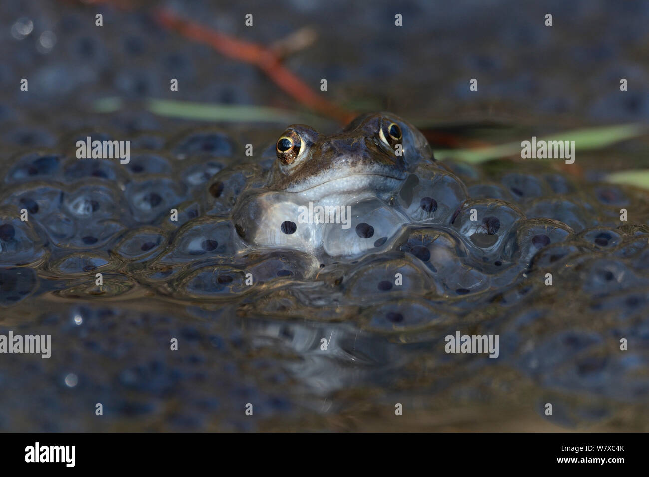 Common frog (Rana temporaria) in water surrounded by eggs, Vosges, France, March. Stock Photo