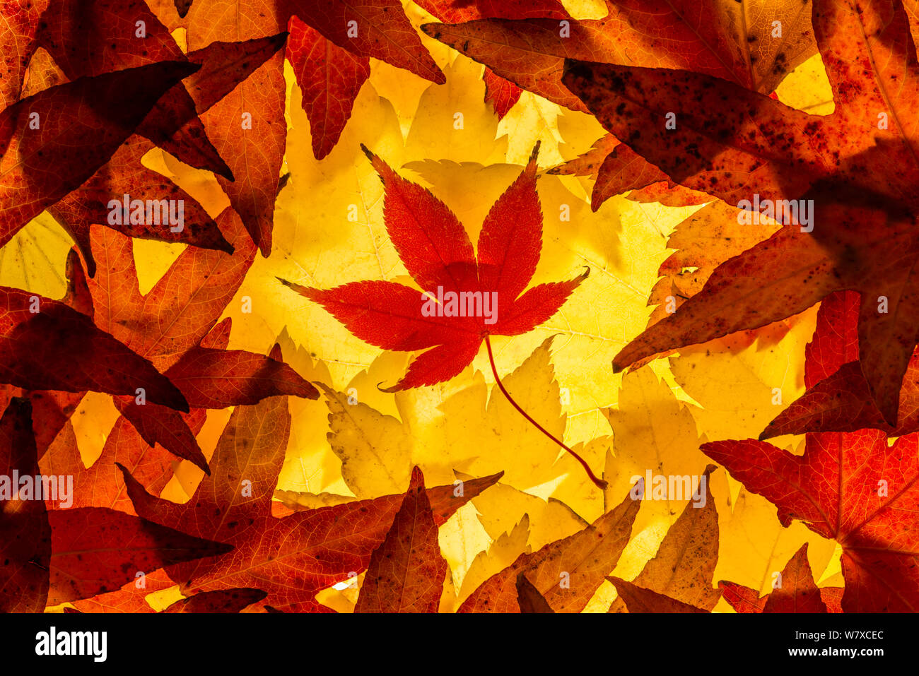 Maple leaves backlit on lightbox, Broxwater, Cornwall, UK. November 2013. Stock Photo