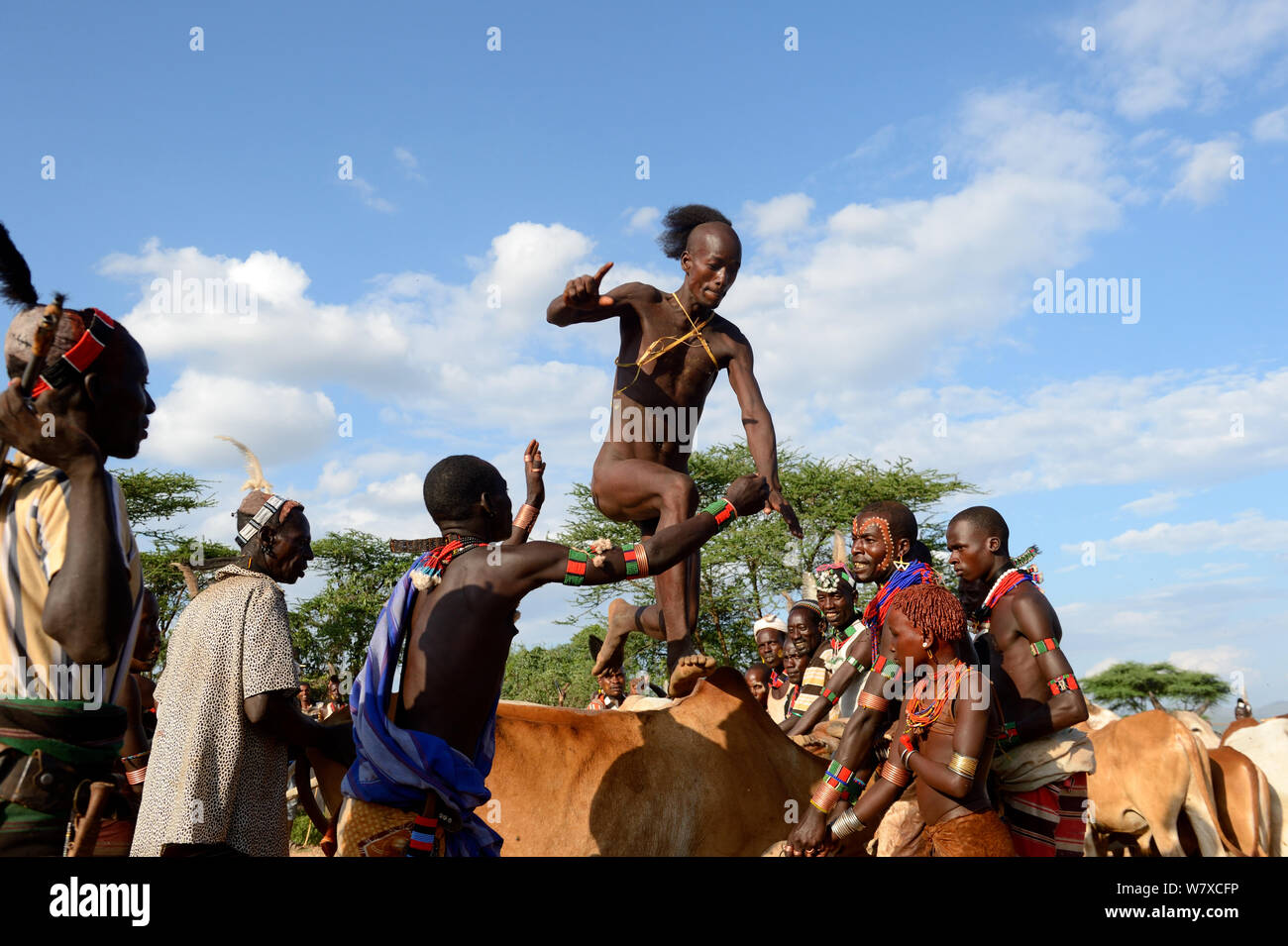 Bull jumping during the Ukuli ceremony, a rite of passage for boys to become men. Hamer tribe, Omo river Valley, Ethiopia, September 2014. Stock Photo