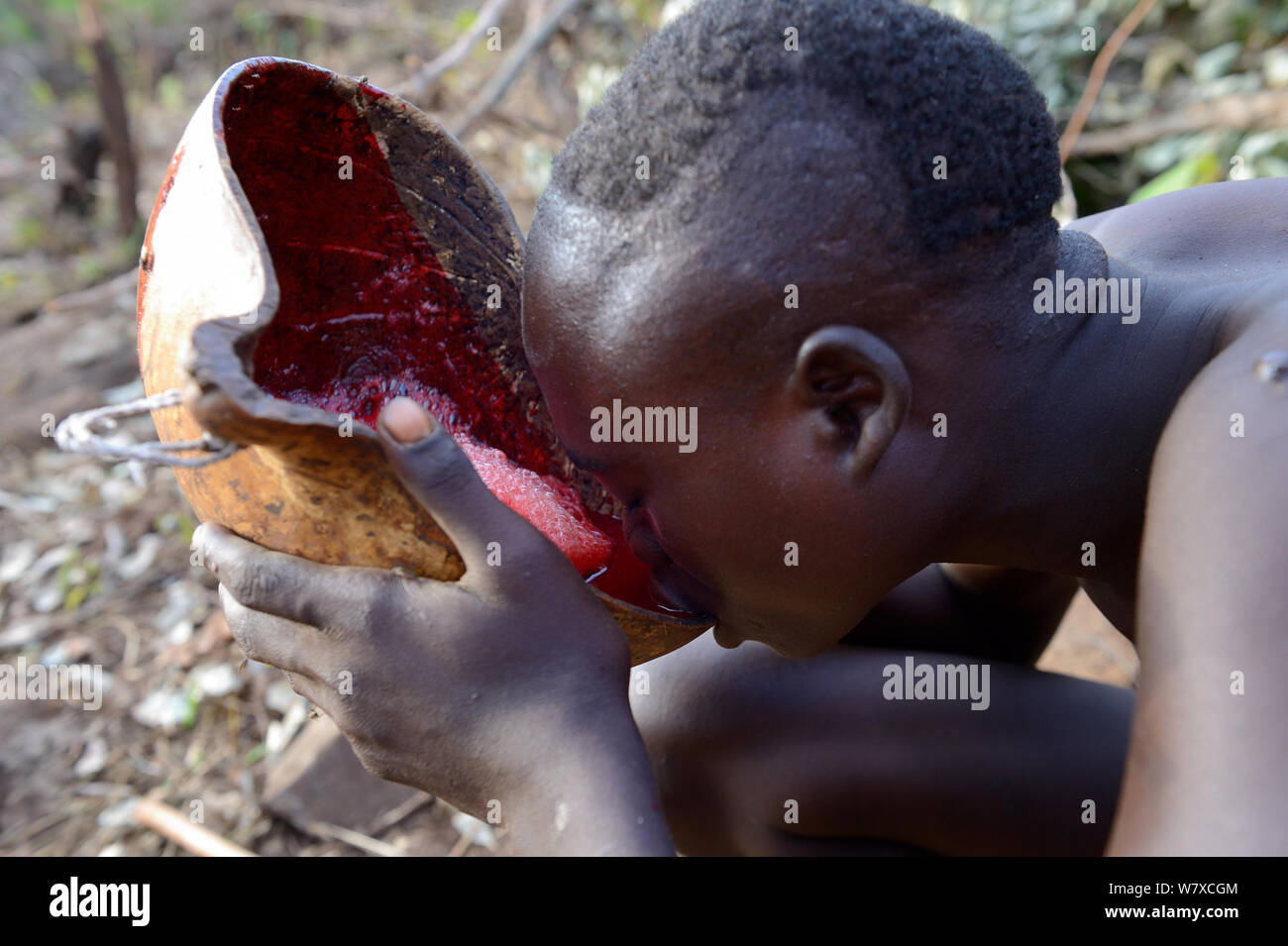 Suri / Surma cattle herder drinking from bowl of cow&#39;s blood. Omo river Valley, Ethiopia, September 2014. Stock Photo