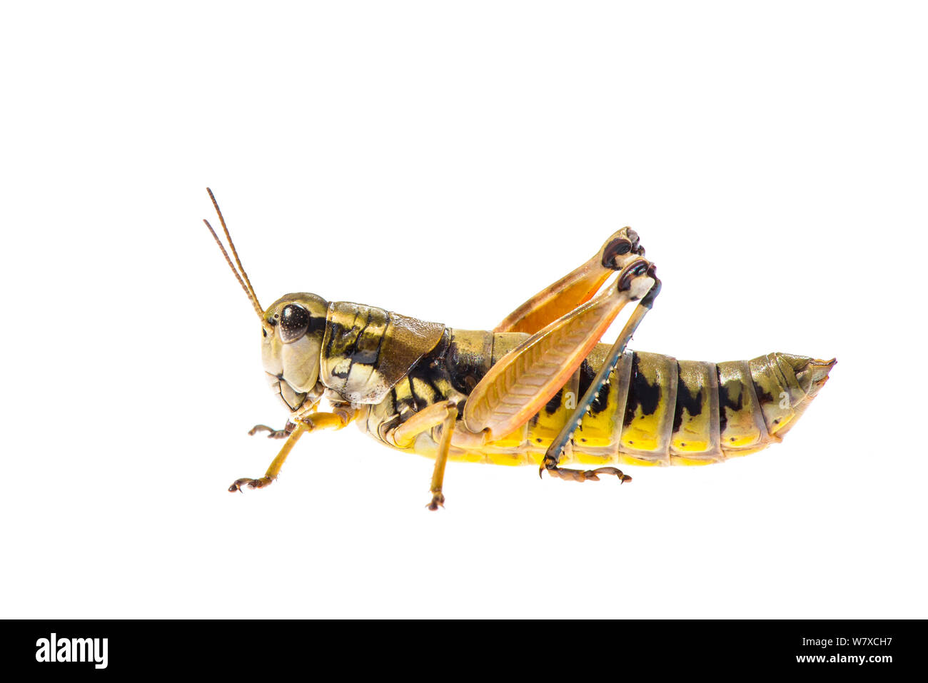 Short-horned grasshopper (Podisma pedestris) Greolieres, France, August. Meetyourneighbours.net project. Stock Photo