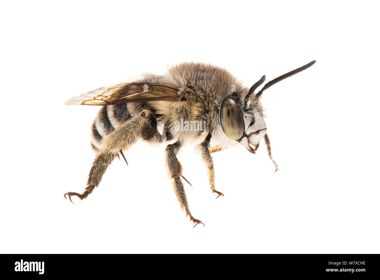 小物 bee Amegilla quadrifasciata - Wikipedia