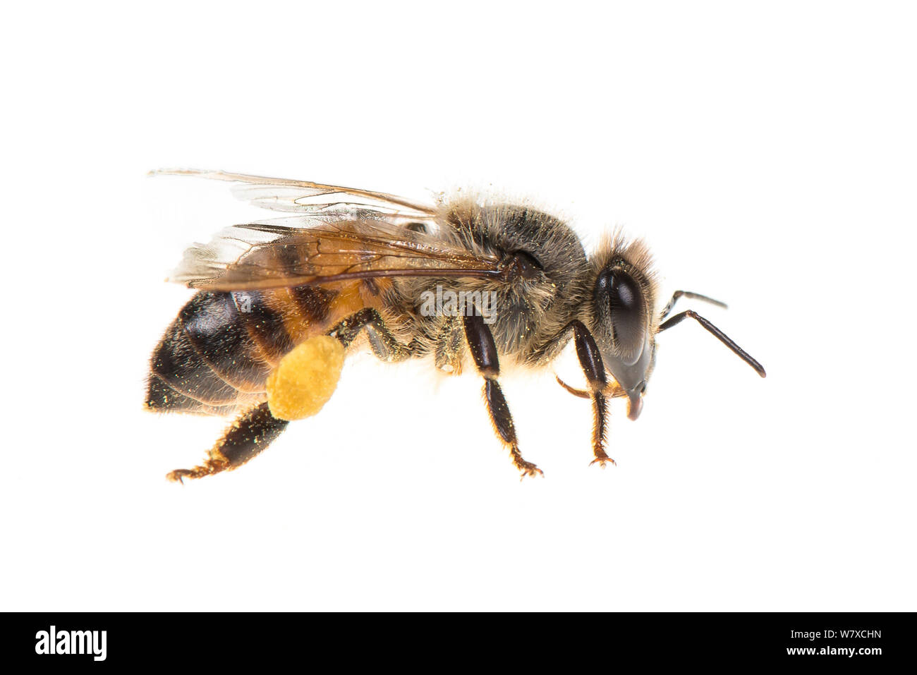 European honey bee (Apis mellifera) Valbonne, France, July