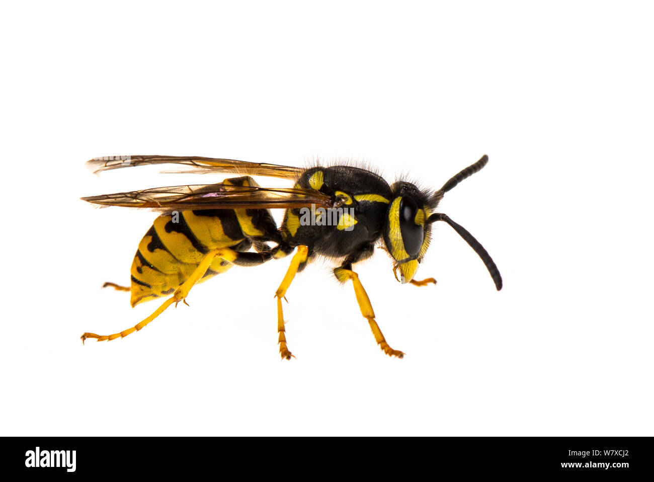 Common wasp (Vespula vulgaris) Valbonne, France, July. Meetyourneighbours.net project. Stock Photo