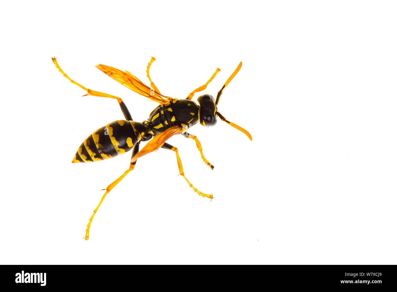 Paper wasp (Polistes gallicus) Valbonne, France, June. Meetyourneighbours.net project. Stock Photo
