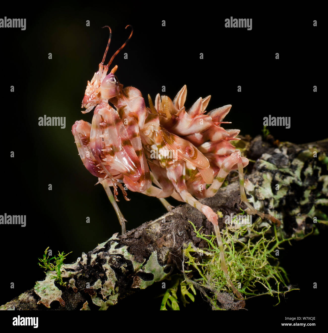 Spiny flower mantis (Pseudocreobotra wahlbergii) captive, from South and East Africa. Stock Photo