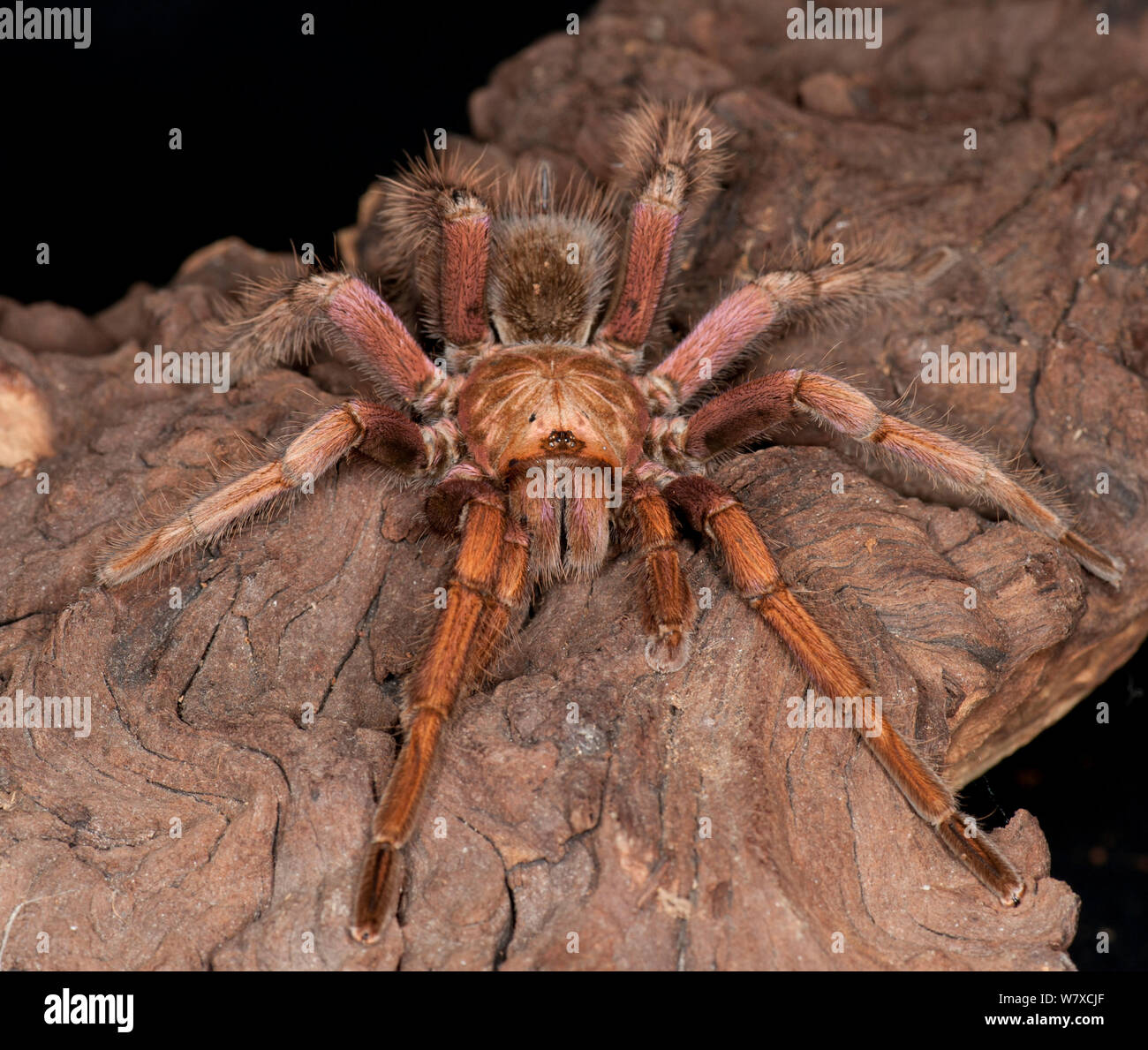 Brazilian pink tarantula (Pamphobeteus platyomma), captive, from South America Stock Photo