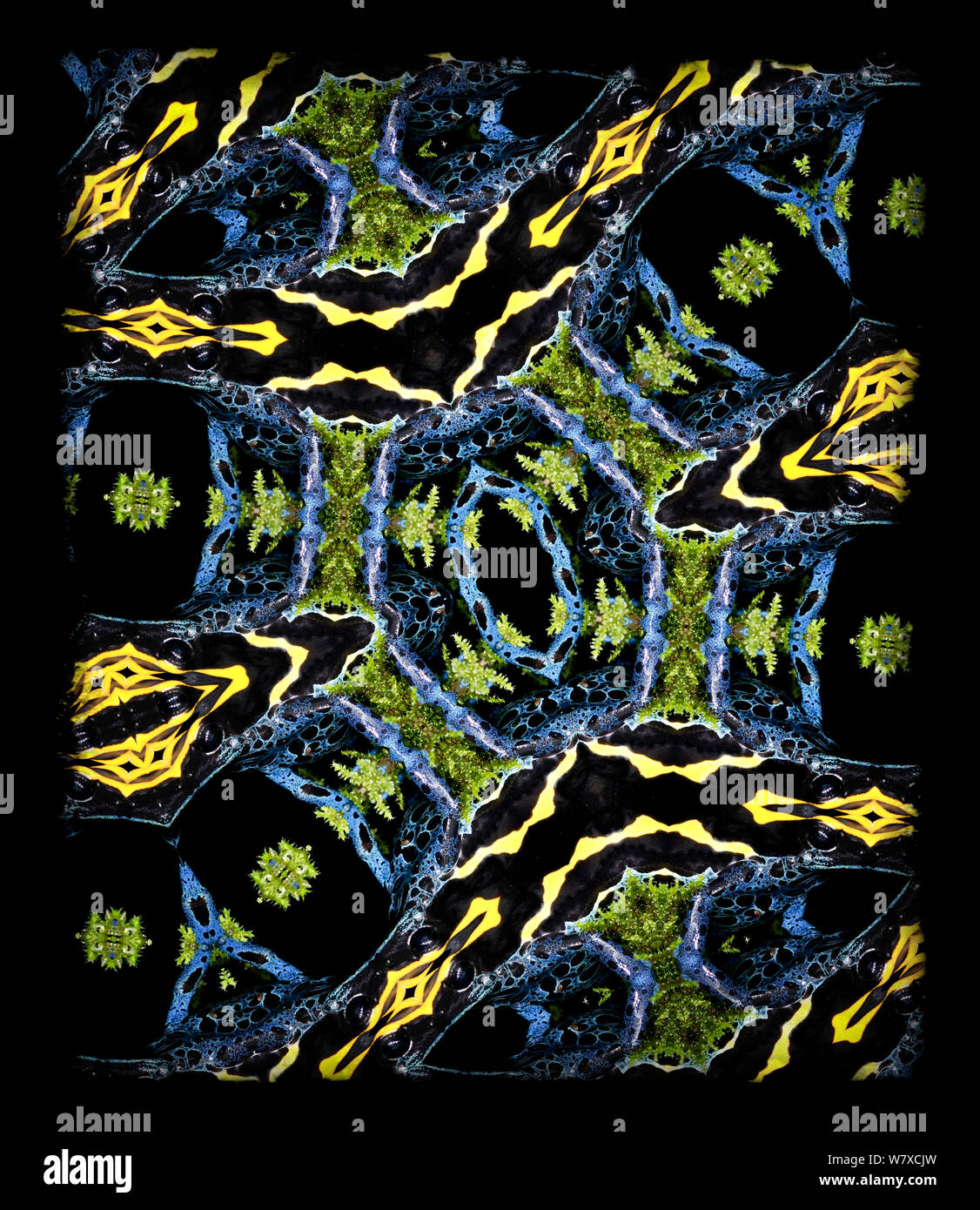 Kaleidoscope pattern formed from picture of Poison Dart Frog (Dendrobates tinctoruis) EMBARGOED FOR NAT GEO UNTIL the end of 2015 Stock Photo