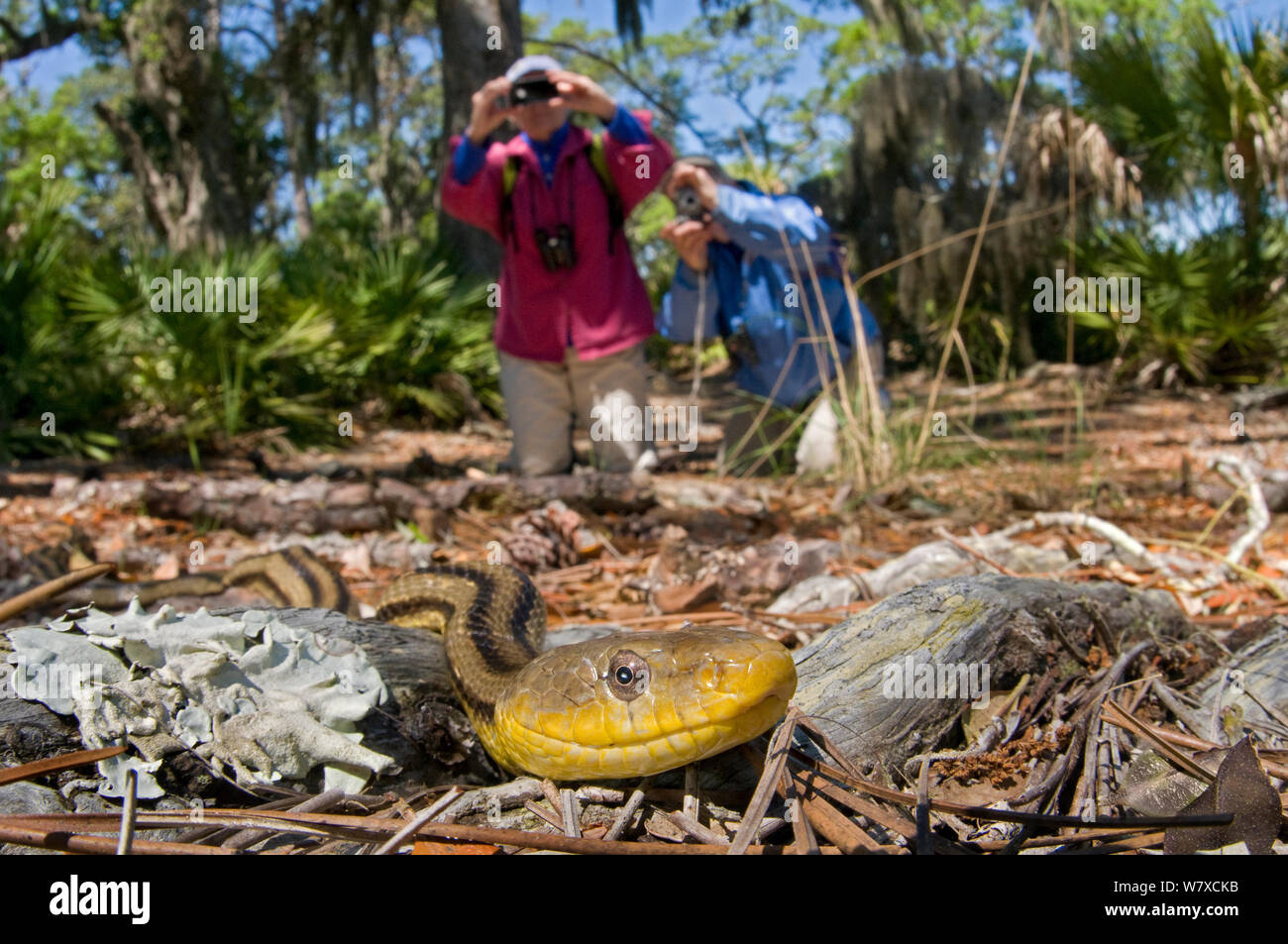 Tourists photographing Yellow Rat Snake (Pantherophis obsoleta quadravittata) Little Saint Simon&#39;s Island, Georgia, USA, May 203., Stock Photo