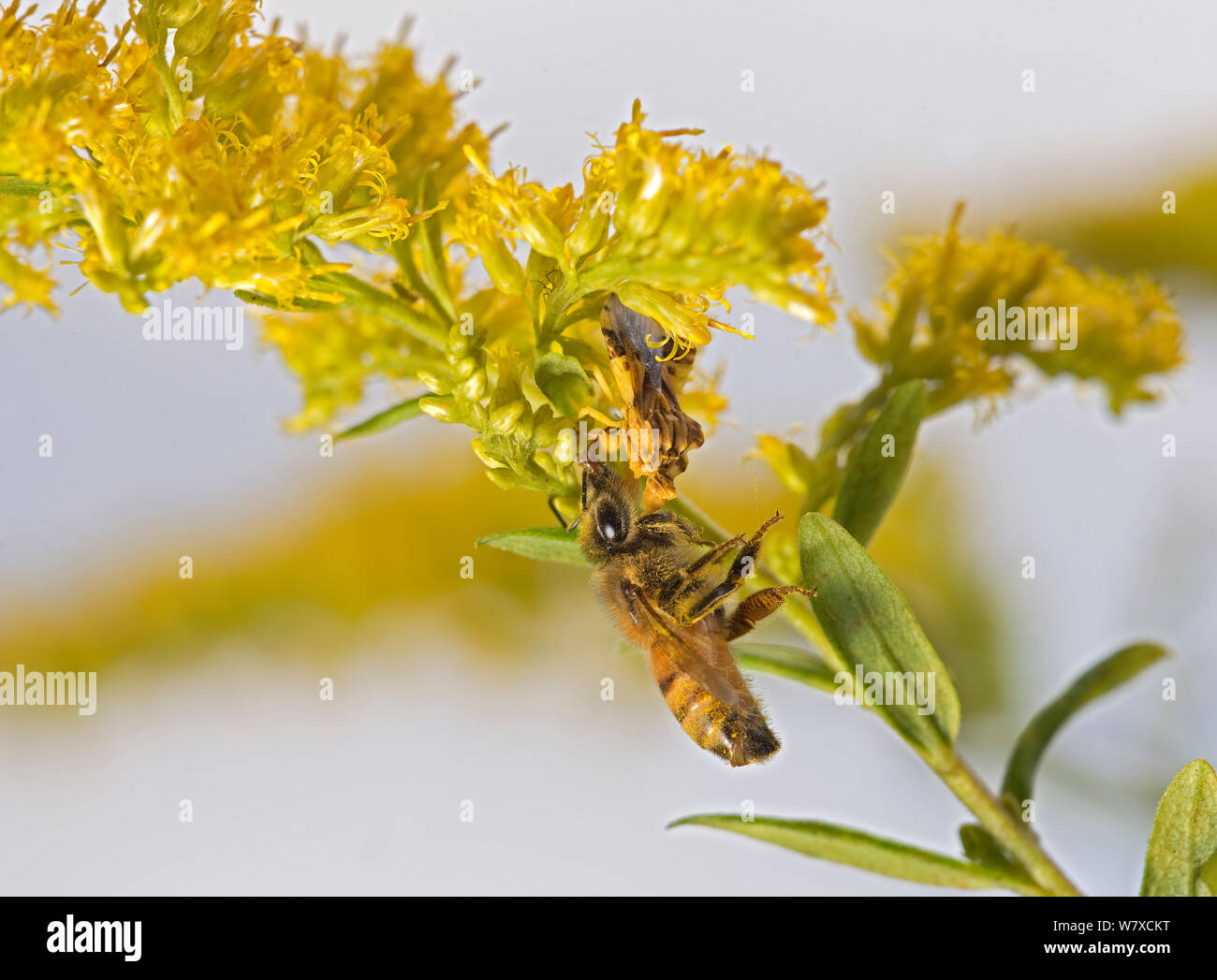 European Honey Bee (Apis mellifera) caught by Ambush Bug (Phymata) on Goldenrod plant (Solidago) Southern Appalachians, South Carolina, USA, September. Stock Photo