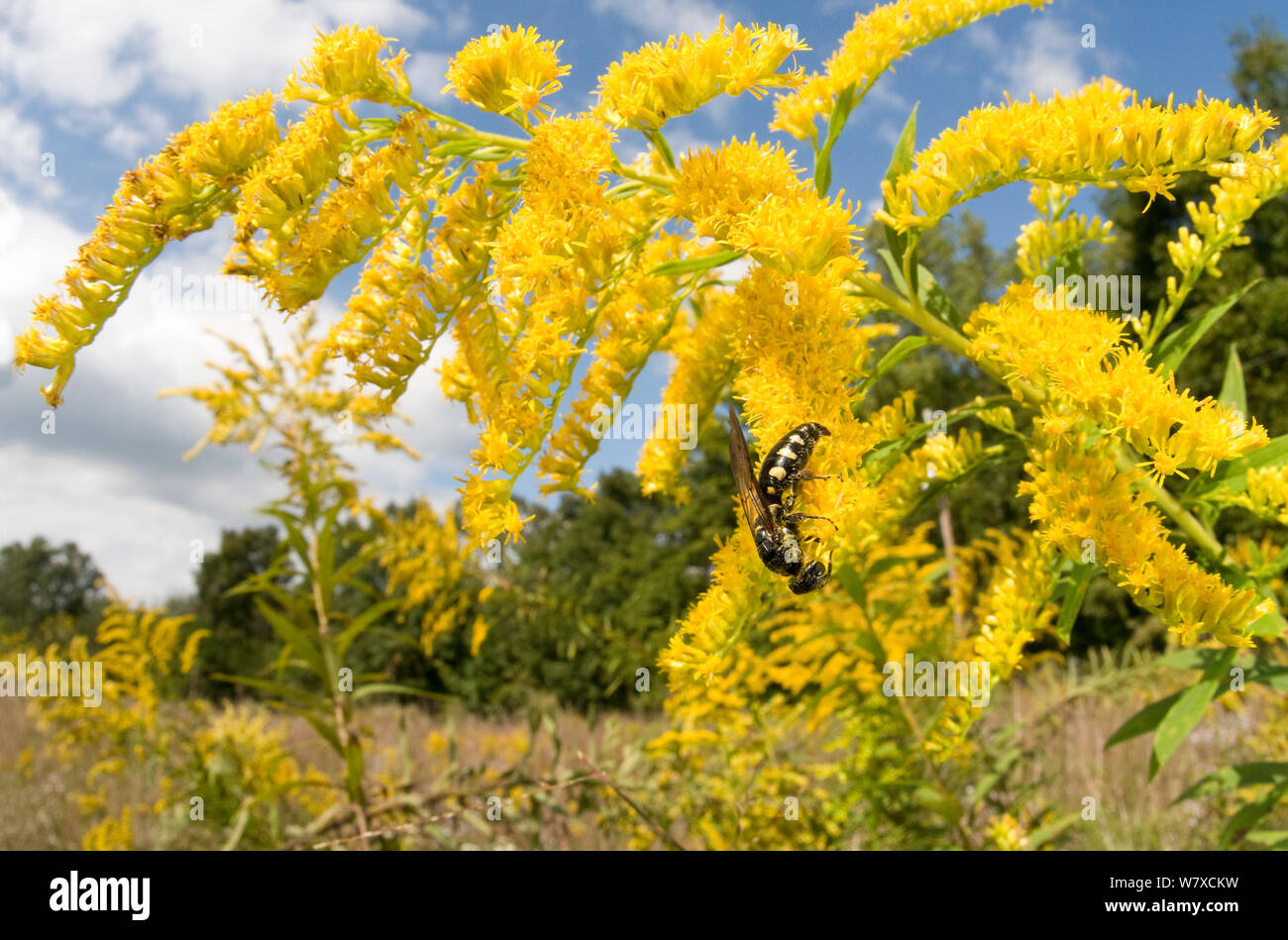 Scoliid Wasp (Scoliidae) on Goldenrod flowers (Solidago) Southern Appalachians, South Carolina, USA, September. Stock Photo