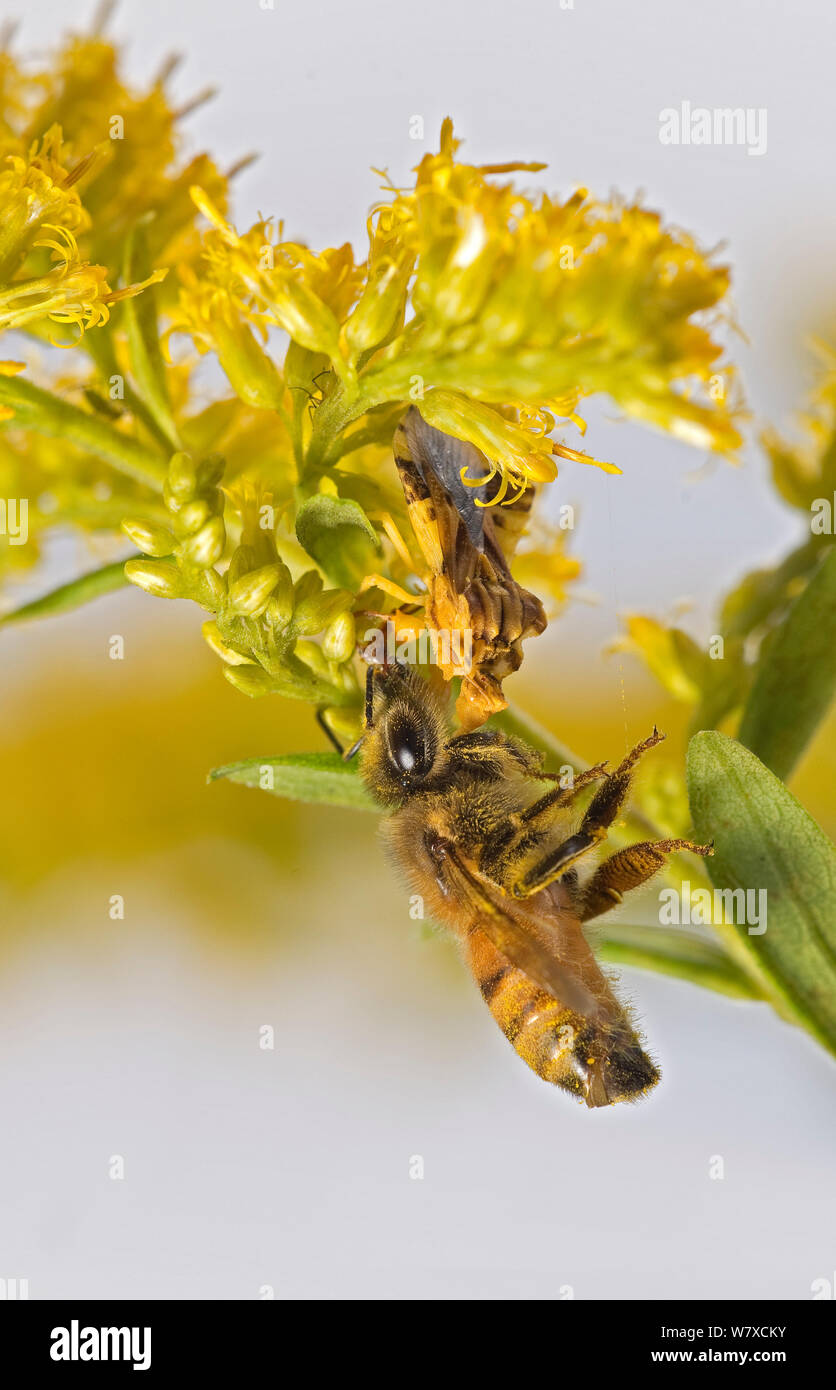 European Honey Bee (Apis mellifera) caught by Ambush Bug (Phymata) on Goldenrod plant (Solidago) Southern Appalachians, South Carolina, USA, September. Stock Photo