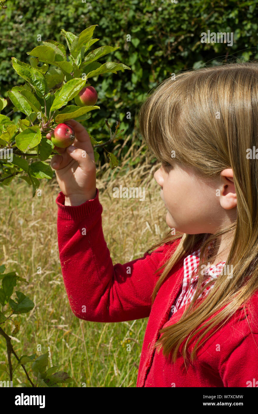 Young girl looking at ripening apples (Malus domestica) planted in school garden to attract bees. Part of the Friends of the Earth national &#39;Bee Friendly&#39; campaign, South Wales, UK, July 2014. Model released. Stock Photo